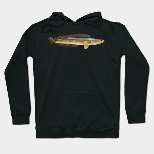 Bullseye Snakehead Hoodie by fishindecals